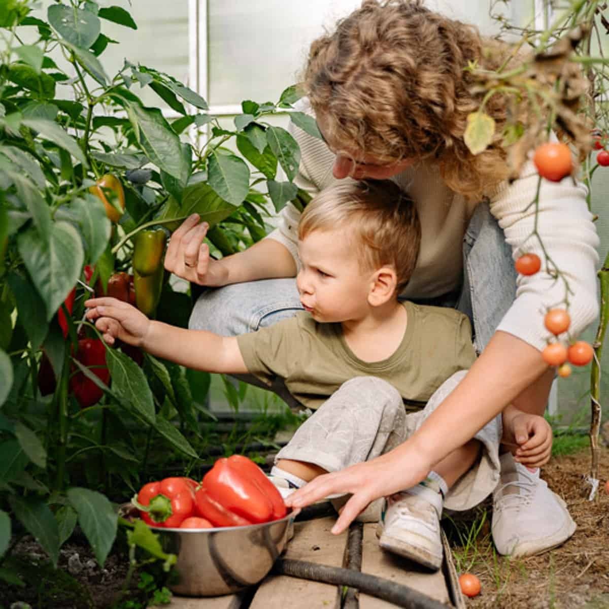 Kind mit Mutter in einem Gewächshaus, ernten Paprika und Tomate