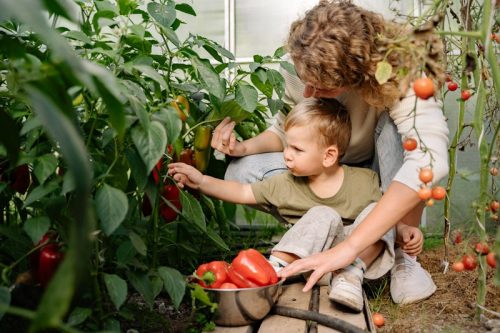 Kleinkind ernted zusammen mit der Mutter Gemüse aus dem Garten / Gewächshaus